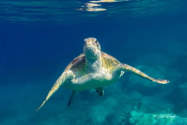 Tortue snorkeling – Anse Dufour